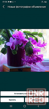 Красный, лиловый, розовый декабрист, Шлюмбергера. Ростки. Донецк - изображение 2