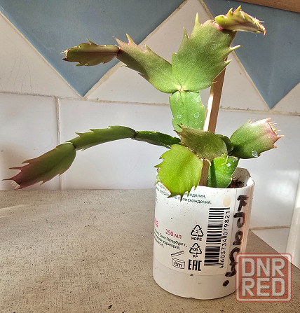 Красный, лиловый, розовый декабрист, Шлюмбергера. Ростки. Донецк - изображение 5