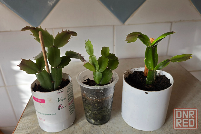 Красный, лиловый, розовый декабрист, Шлюмбергера. Ростки. Донецк - изображение 4