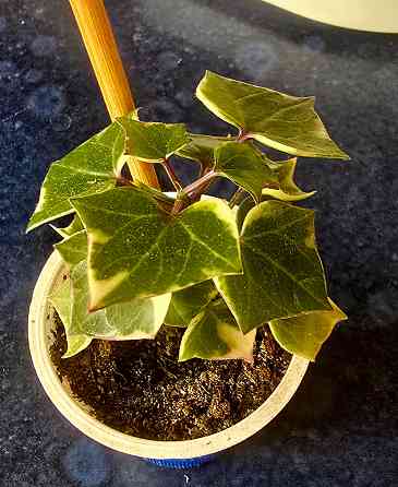 Крестовник крупноязычковый. Донецк