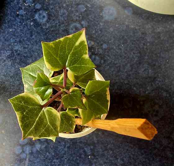 Крестовник крупноязычковый. Донецк