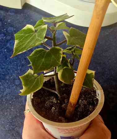 Крестовник крупноязычковый. Донецк