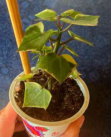 Крестовник крупноязычковый. Донецк