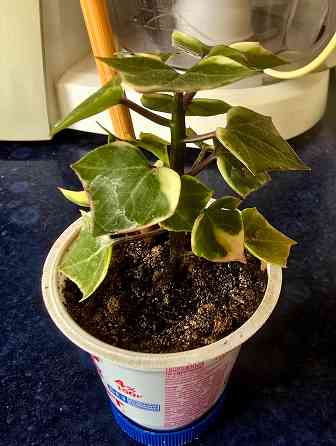 Крестовник крупноязычковый. Донецк