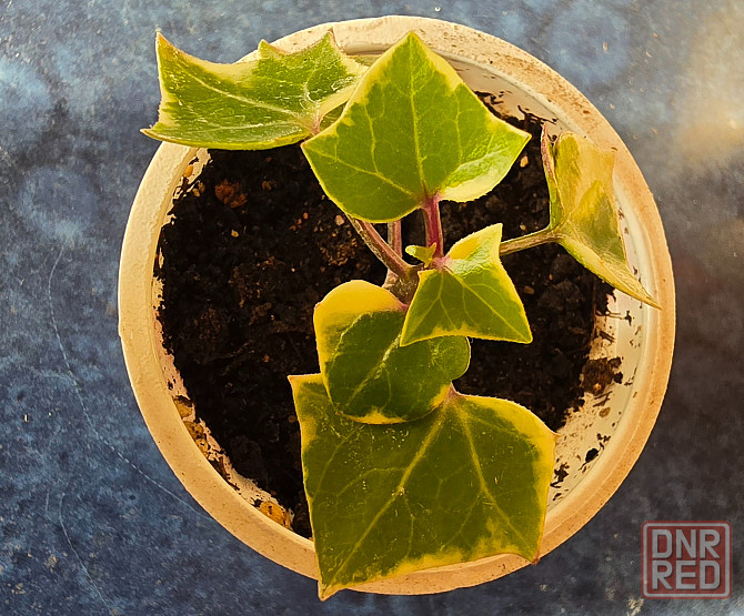 Крестоаник крупноязычковый. Донецк - изображение 3