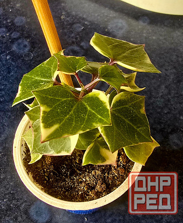 Крестовник крупноязычковый. Донецк - изображение 5