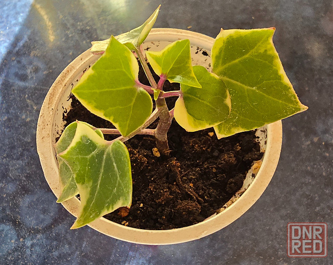 Крестоаник крупноязычковый. Донецк - изображение 2