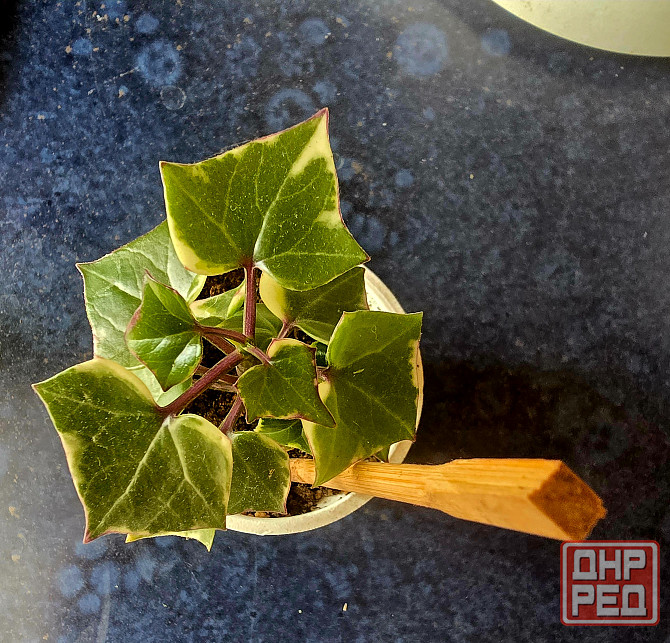 Крестовник крупноязычковый. Донецк - изображение 1