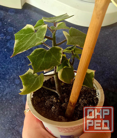 Крестовник крупноязычковый. Донецк - изображение 2