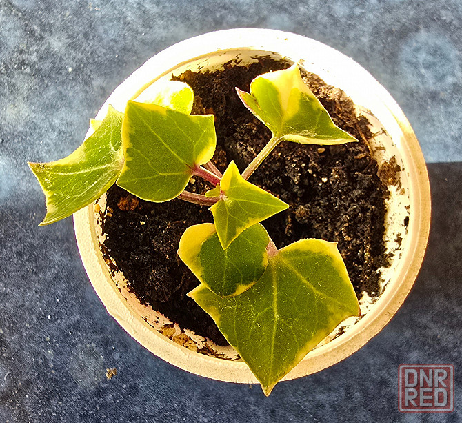 Крестоаник крупноязычковый. Донецк - изображение 4