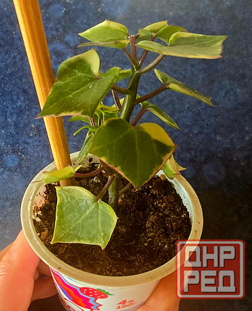 Крестовник крупноязычковый. Донецк - изображение 3