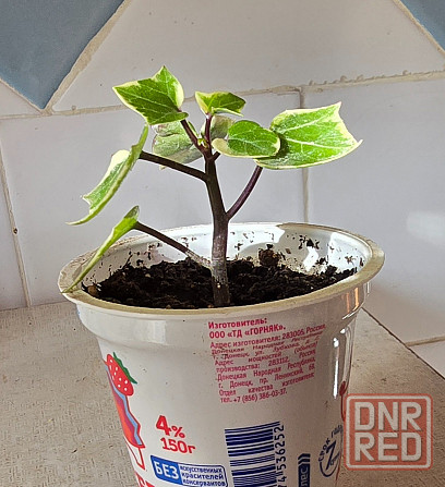 Крестоаник крупноязычковый. Донецк - изображение 5