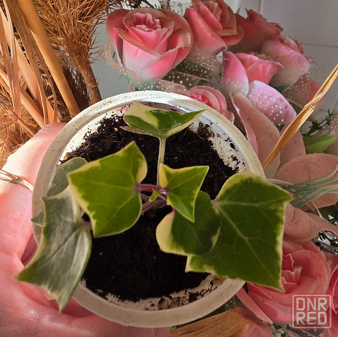 Крестоаник крупноязычковый. Донецк - изображение 1