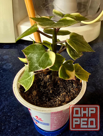 Крестовник крупноязычковый. Донецк - изображение 4