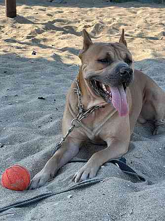 Вязка Американский стаффордширский терьер Донецк