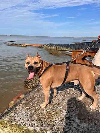 Вязка Американский стаффордширский терьер Донецк