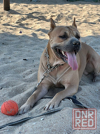 Вязка Американский стаффордширский терьер Донецк - изображение 1