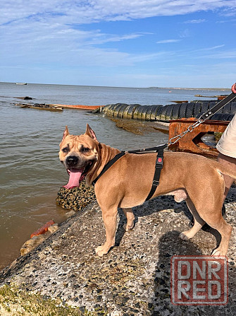 Вязка Американский стаффордширский терьер Донецк - изображение 2