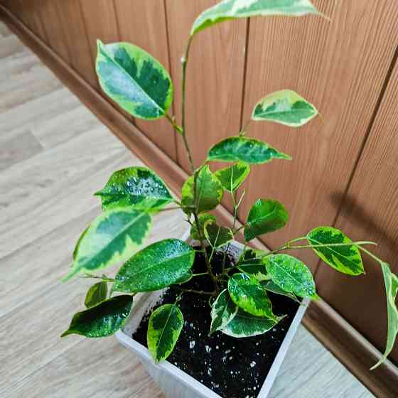 Фикус Бенджамина 'Голден Кинг' Донецк