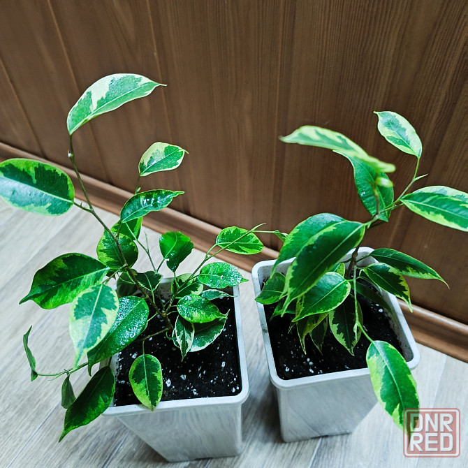 Фикус Бенджамина 'Голден Кинг' Донецк - изображение 1