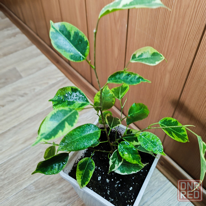 Фикус Бенджамина 'Голден Кинг' Донецк - изображение 2