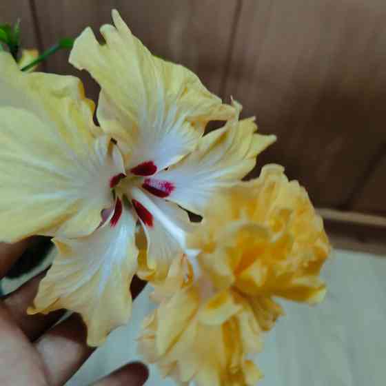 Гибискус ( комнатная роза) Донецк