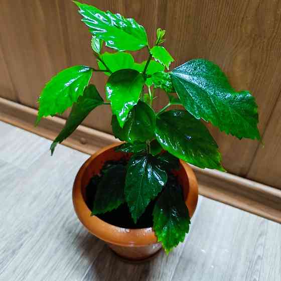 Гибискус ( комнатная роза) Донецк