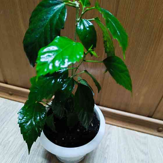 Гибискус ( комнатная роза) Донецк