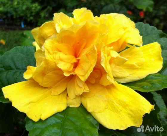 Гибискус ( комнатная роза) Донецк