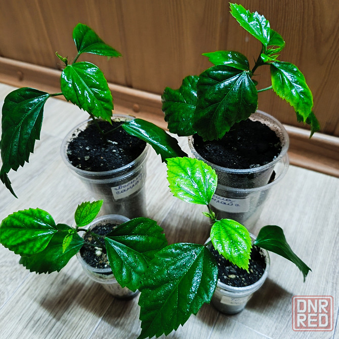 Гибискус ( комнатная роза) Донецк - изображение 2