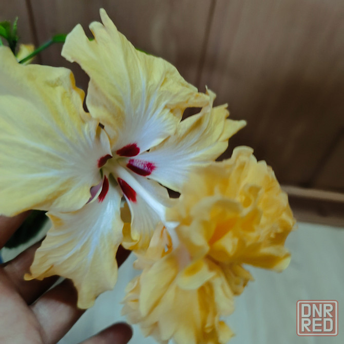 Гибискус ( комнатная роза) Донецк - изображение 6