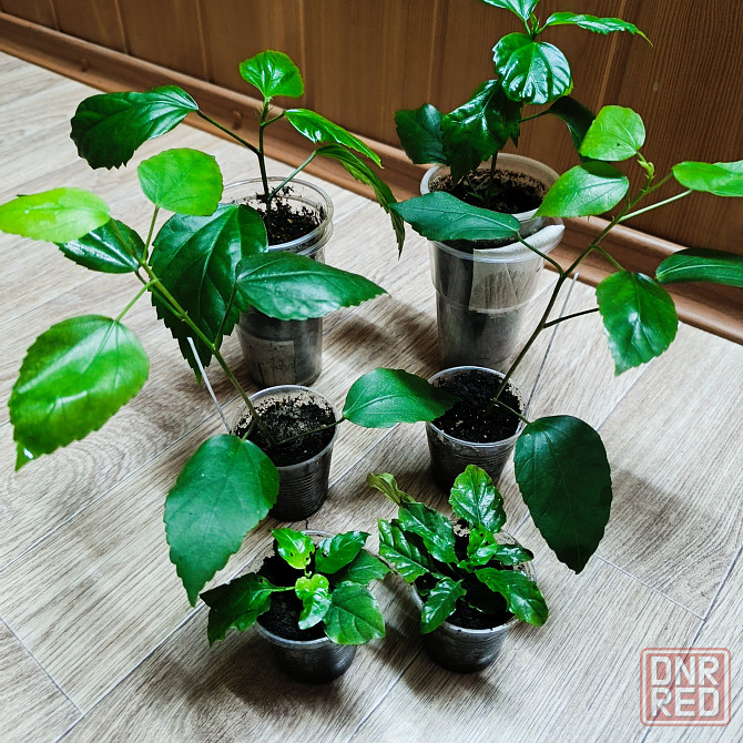 Гибискус ( комнатная роза) Донецк - изображение 8