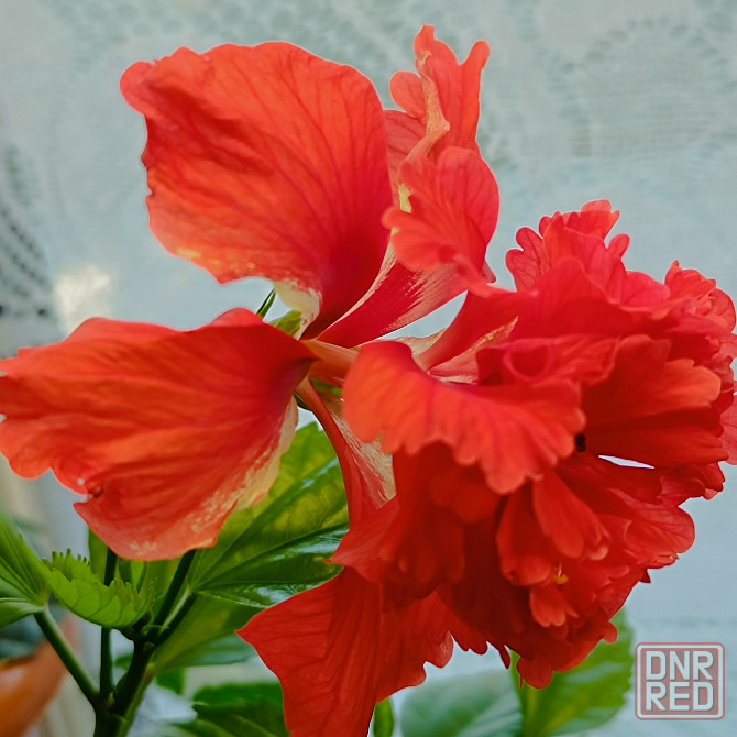 Гибискус ( комнатная роза) Донецк - изображение 7