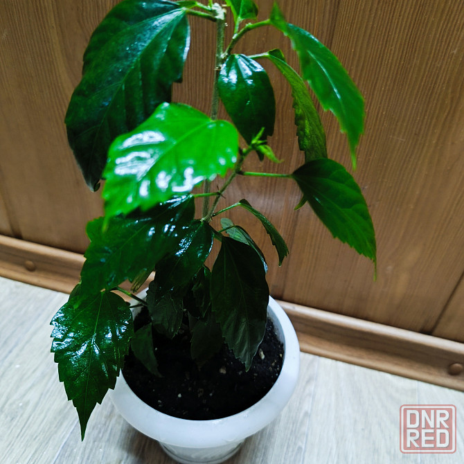 Гибискус ( комнатная роза) Донецк - изображение 4