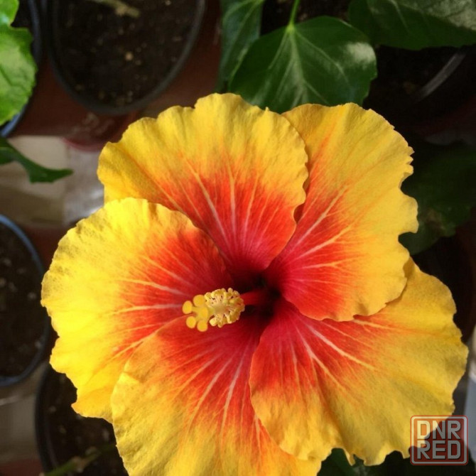 Гибискус ( комнатная роза) Донецк - изображение 4