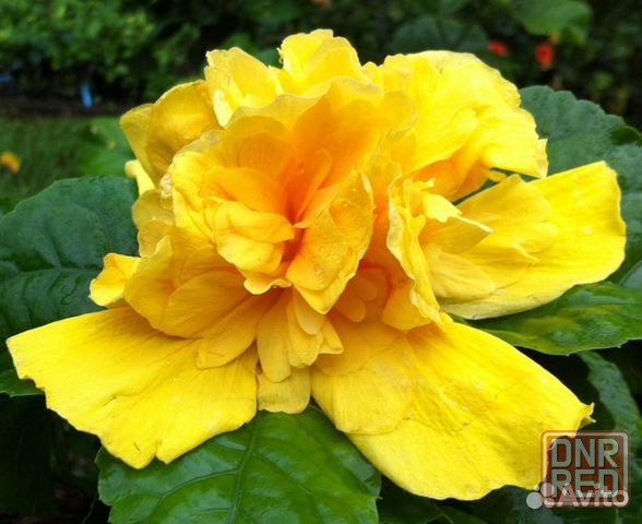 Гибискус ( комнатная роза) Донецк - изображение 2