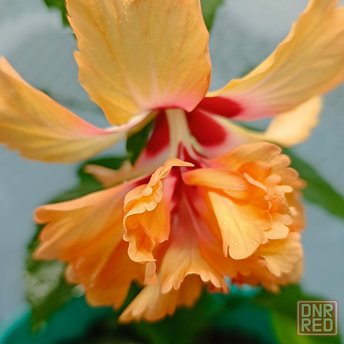 Гибискус ( комнатная роза) Донецк - изображение 1