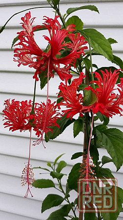 Гибискус ( комнатная роза) Донецк - изображение 5