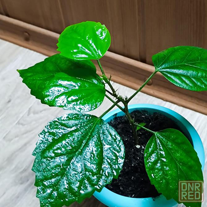 Красная, полная роза. Донецк - изображение 3