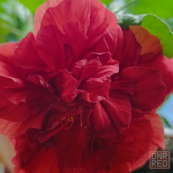 Красная, полная роза. Донецк - изображение 1