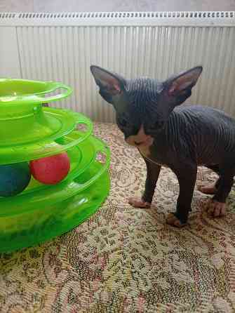 Продажа кошек Макеевка