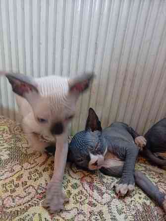 Продажа кошек Макеевка