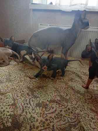 Продажа кошек Макеевка