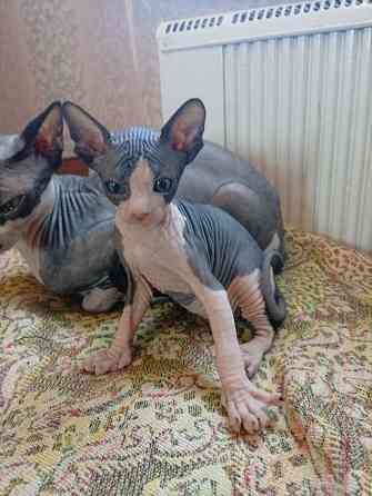 Продажа кошек Макеевка