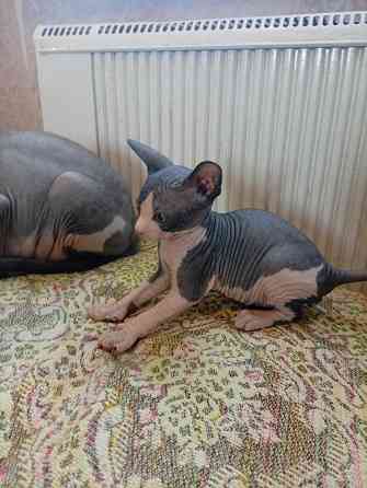 Продажа кошек Макеевка