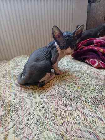 Продажа кошек Макеевка