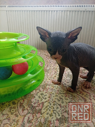 Продажа кошек Макеевка - изображение 1