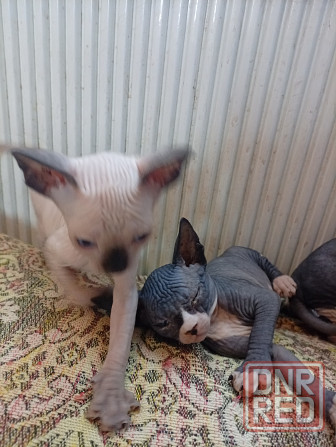 Продажа кошек Макеевка - изображение 3