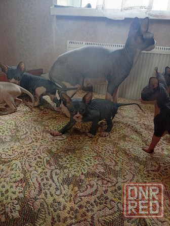 Продажа кошек Макеевка - изображение 5