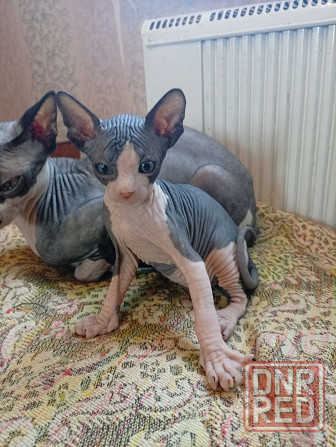 Продажа кошек Макеевка - изображение 6